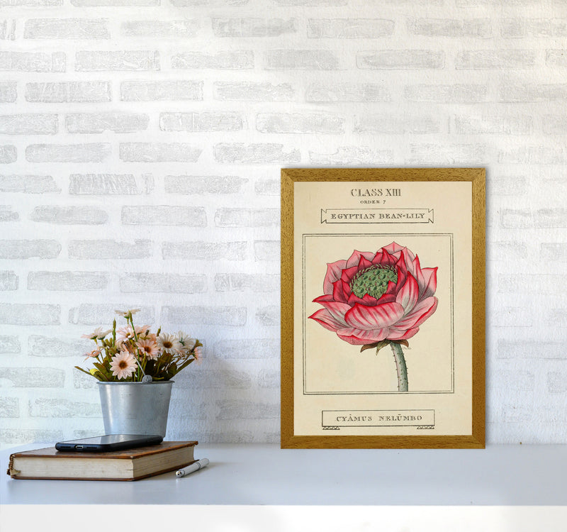 Vintage Flower Series 7 Art Print by Jason Stanley A3 Print Only