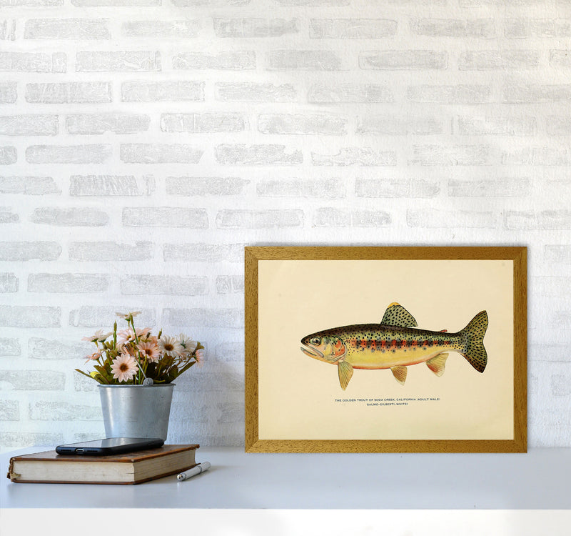 Golden Trout Illustration Art Print by Jason Stanley A3 Print Only