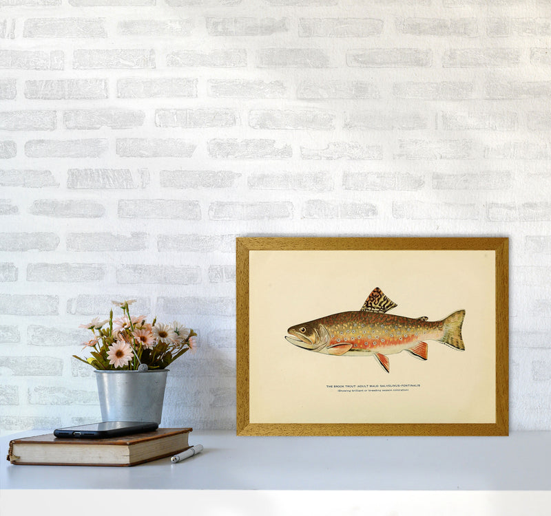 Brook Trout Illustration Art Print by Jason Stanley A3 Print Only