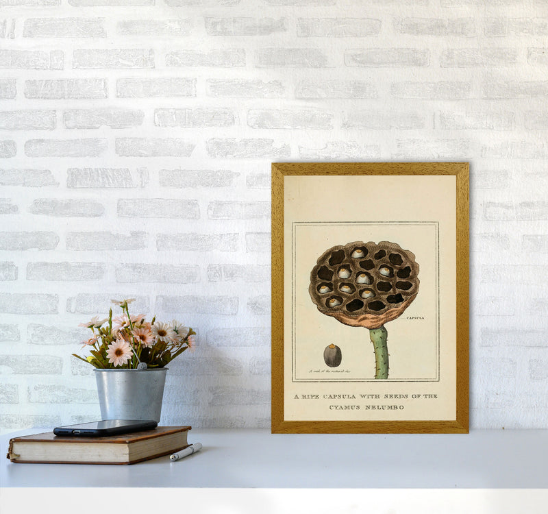 Vintage Flower Series 3 Art Print by Jason Stanley A3 Print Only