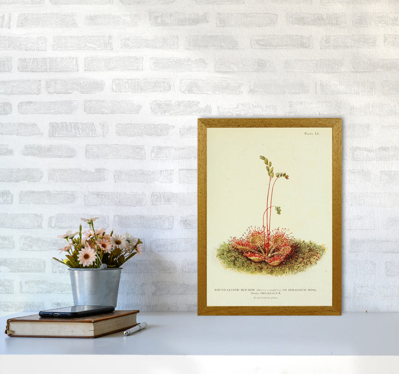 A Carnivorous Plant Art Print by Jason Stanley A3 Print Only