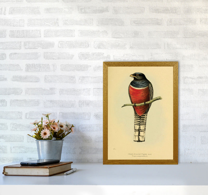 Purple Breasted Trogon Art Print by Jason Stanley A3 Print Only