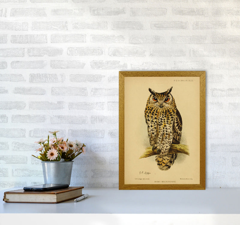 Vintage Owl Copy Art Print by Jason Stanley A3 Print Only