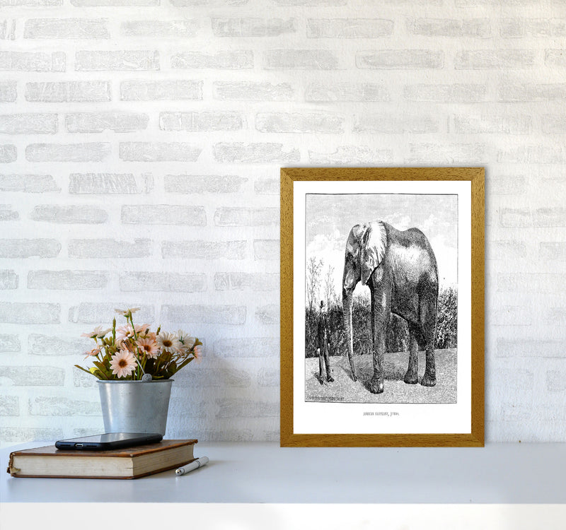 African Elephant Art Print by Jason Stanley A3 Print Only