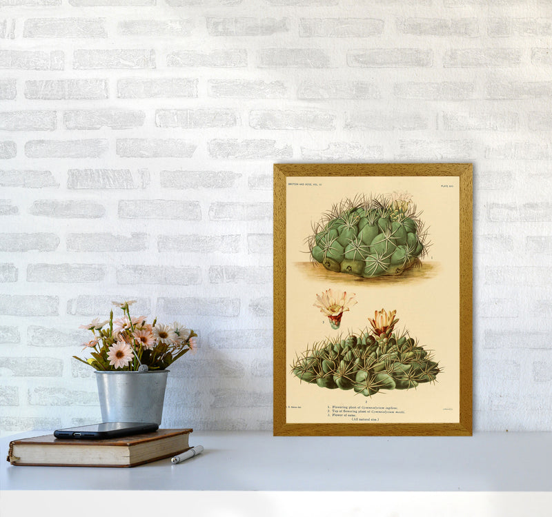 Cactus Series 12 Art Print by Jason Stanley A3 Print Only