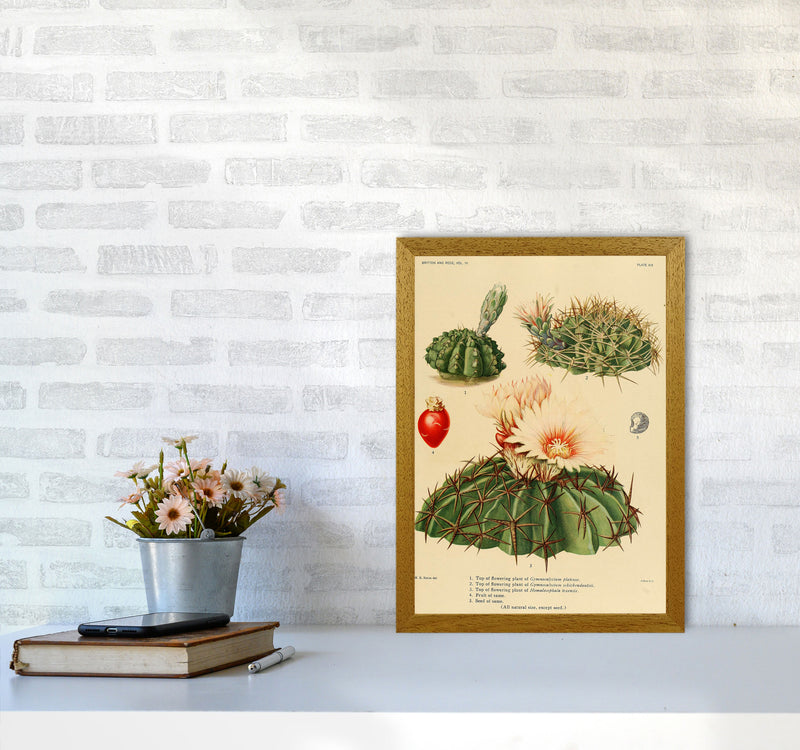 Cactus Series 14 Art Print by Jason Stanley A3 Print Only