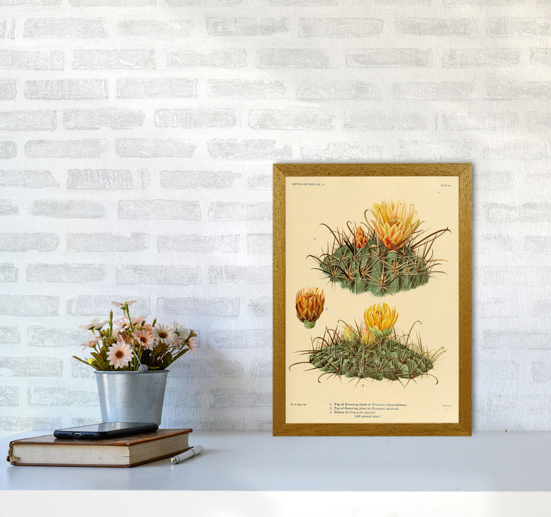 Cactus Series 9 Art Print by Jason Stanley A3 Print Only