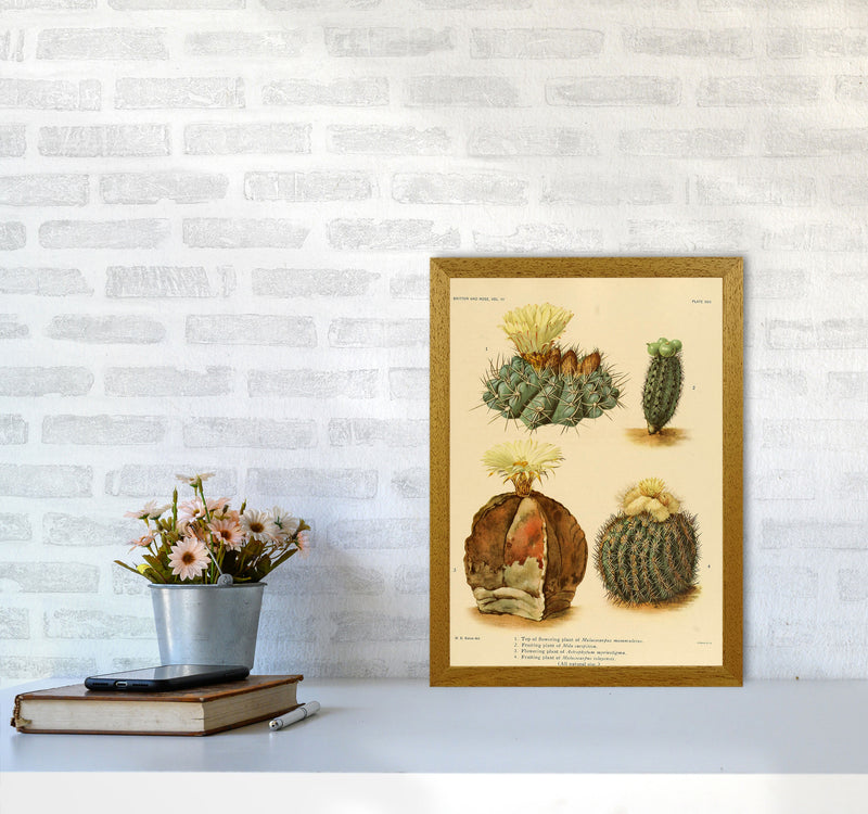 Cactus Series 16 Art Print by Jason Stanley A3 Print Only