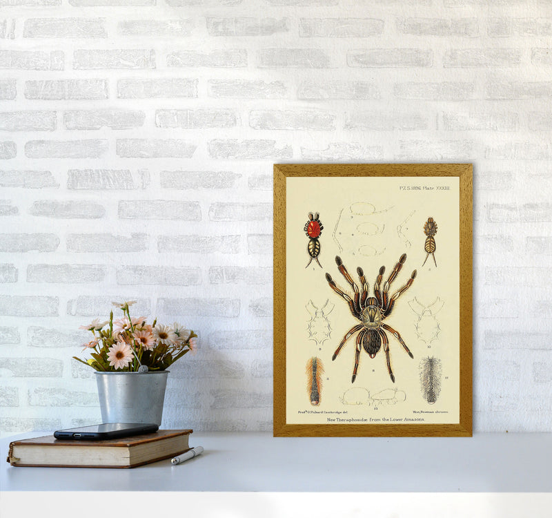 Vintage Tarantula Art Print by Jason Stanley A3 Print Only