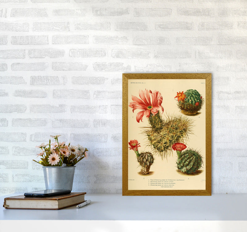 Cactus Series 4 Art Print by Jason Stanley A3 Print Only