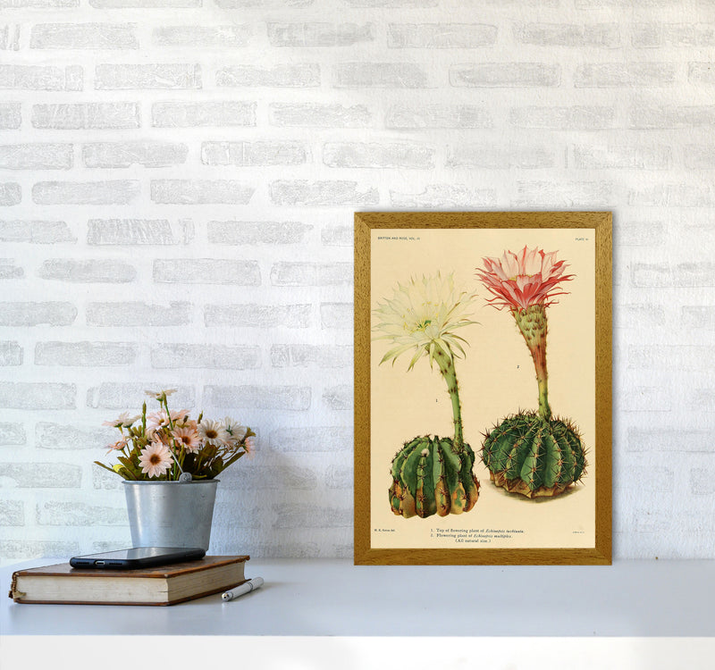 Cactus Series 5 Art Print by Jason Stanley A3 Print Only