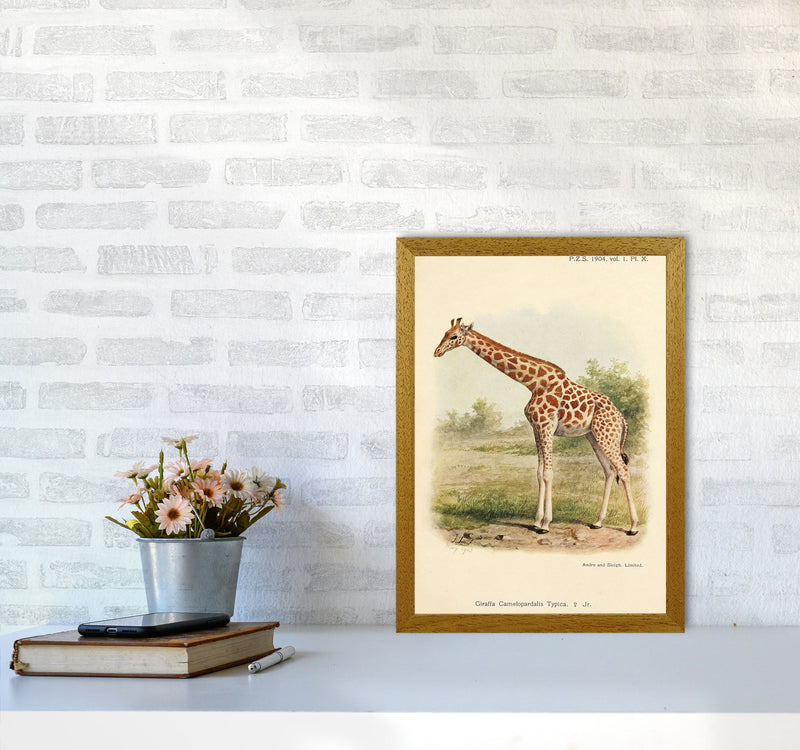 The Gentle Giraffe Art Print by Jason Stanley A3 Print Only