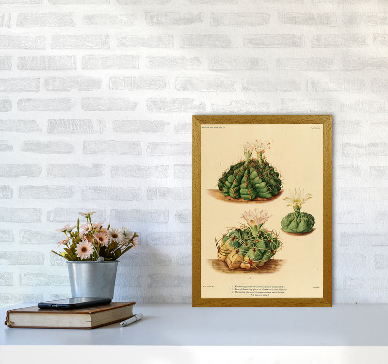 Cactus Series 13 Art Print by Jason Stanley A3 Print Only