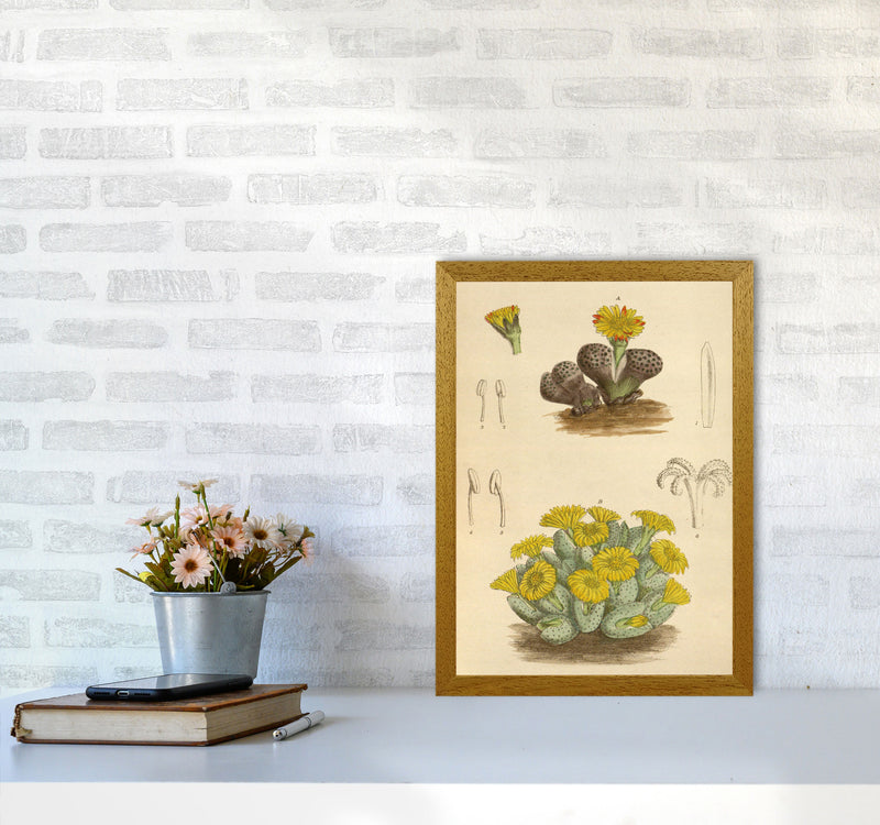 Vintage Cactus III Art Print by Jason Stanley A3 Print Only