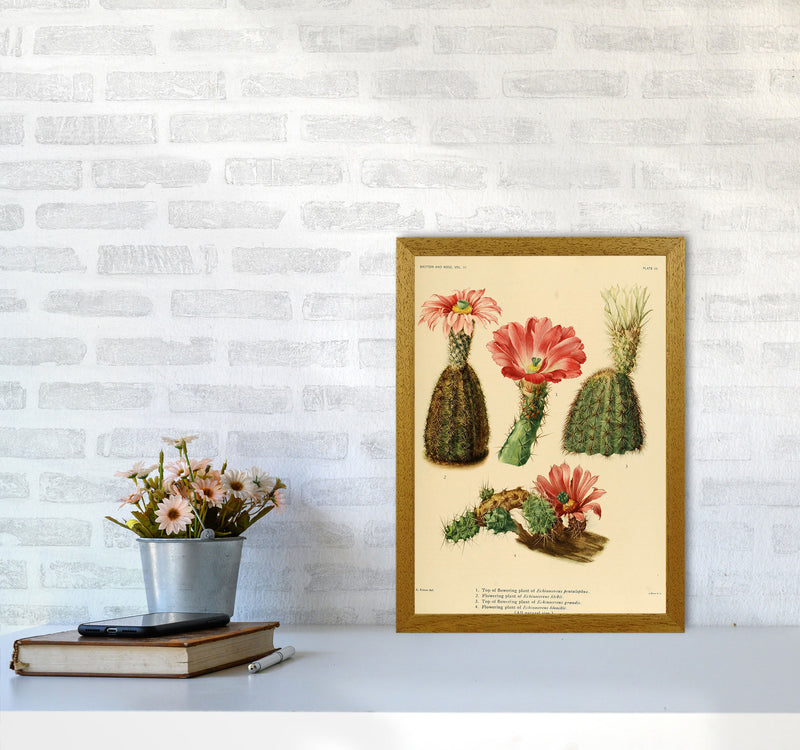 Cactus Series 2 Art Print by Jason Stanley A3 Print Only