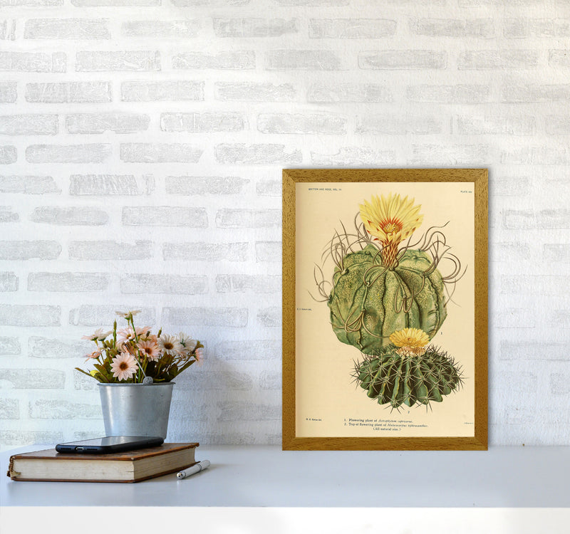 Cactus Series 15 Art Print by Jason Stanley A3 Print Only