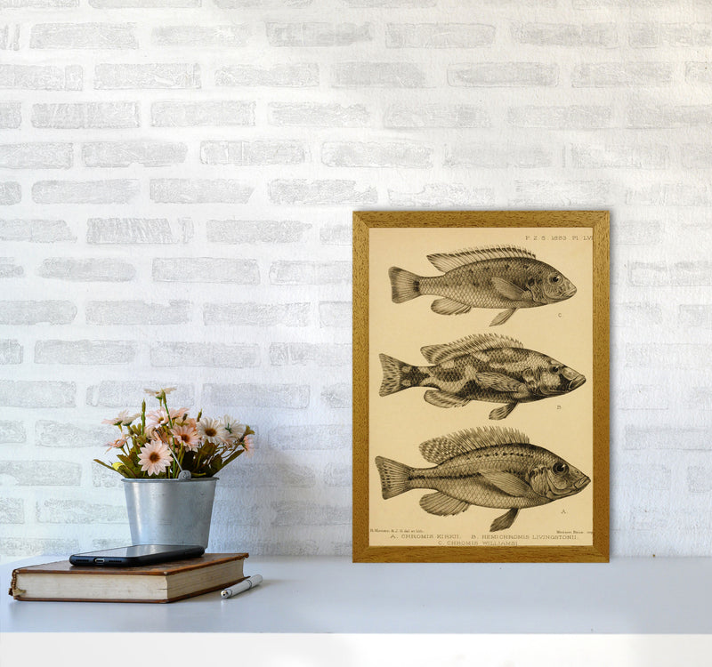 Vintage Fish Art Print by Jason Stanley A3 Print Only