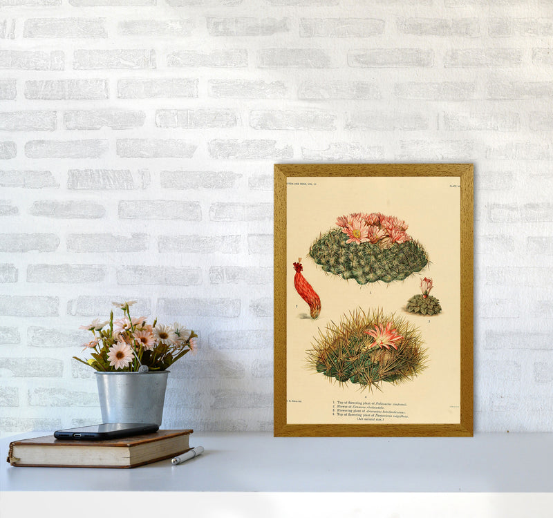 Cactus Series 7 Art Print by Jason Stanley A3 Print Only