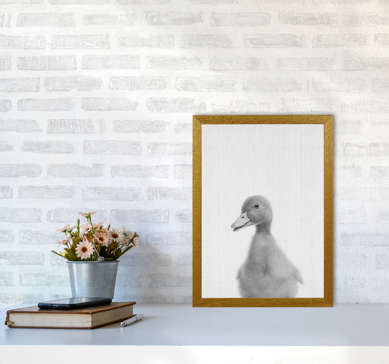 Curious Duck Art Print by Jason Stanley A3 Print Only