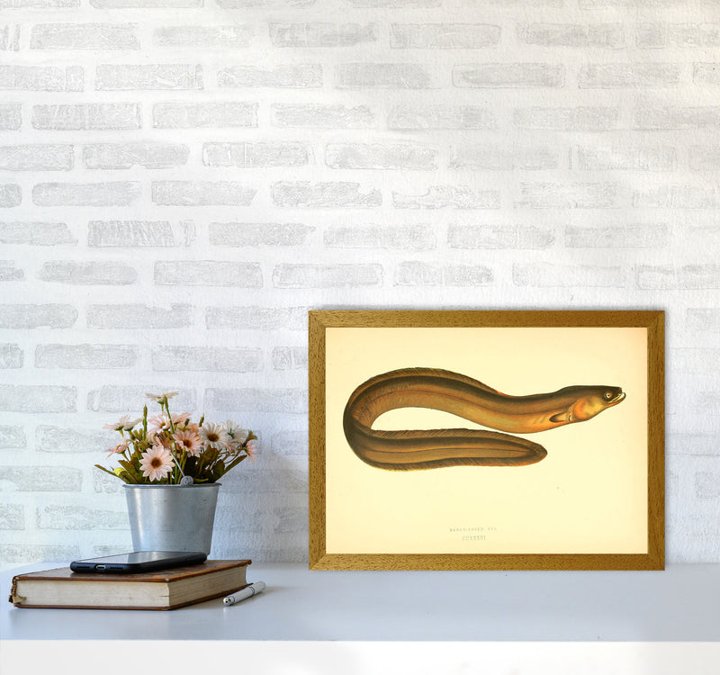 Broad Nosed Eel Art Print by Jason Stanley A3 Print Only