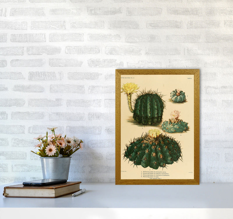 Cactus Series8 Art Print by Jason Stanley A3 Print Only