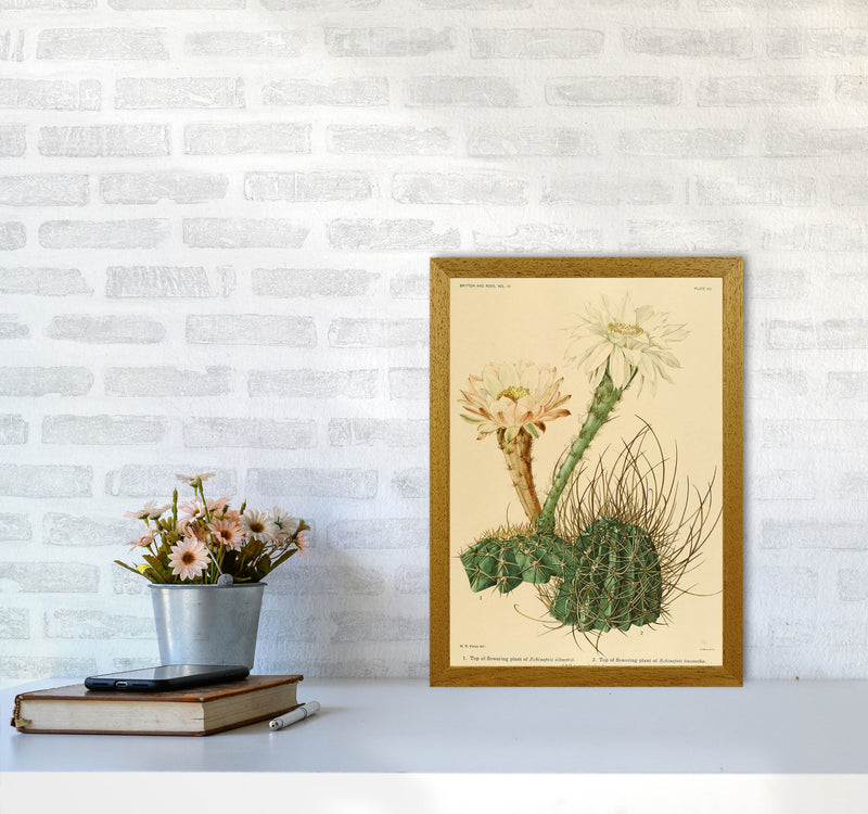 Cactus Series 6 Art Print by Jason Stanley A3 Print Only