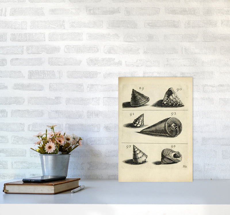 Set Of Vintage Shells Art Print by Jason Stanley A3 Black Frame