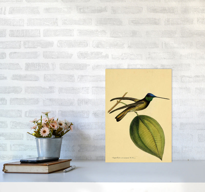 Crowned Humming Bird Art Print by Jason Stanley A3 Black Frame