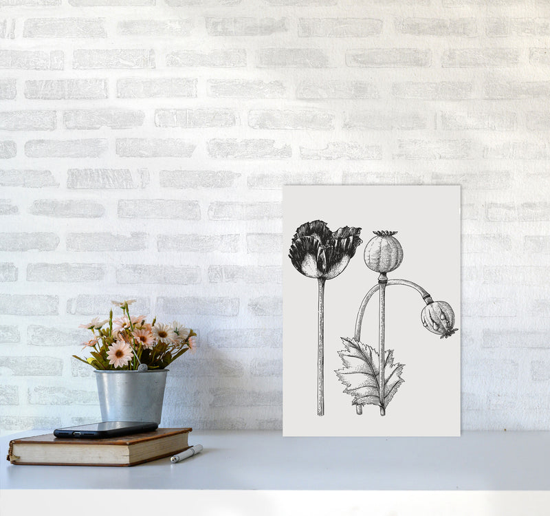 Vintage Poppy Plant Art Print by Jason Stanley A3 Black Frame