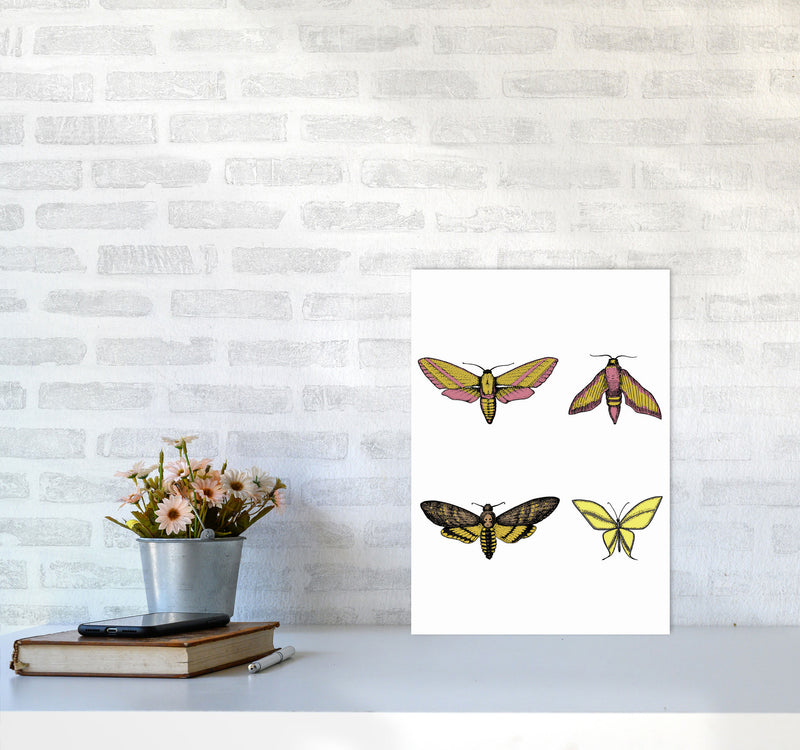 Vintage Moths Art Print by Jason Stanley A3 Black Frame