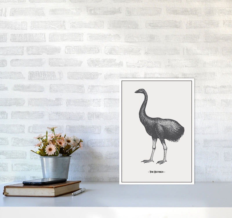 The Ostrich Art Print by Jason Stanley A3 Black Frame
