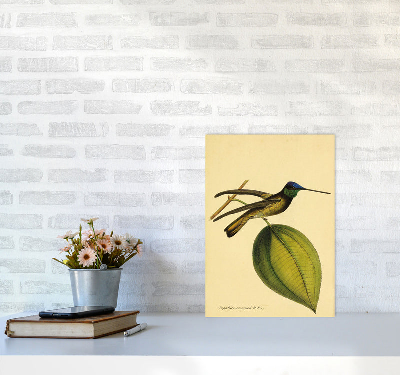 Sapphire Crowned Hummingbird Art Print by Jason Stanley A3 Black Frame