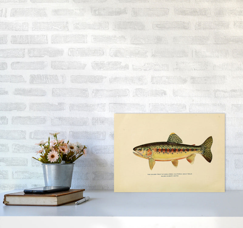 Golden Trout Illustration Art Print by Jason Stanley A3 Black Frame