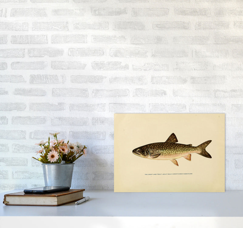 Lake Trout Illustration Art Print by Jason Stanley A3 Black Frame