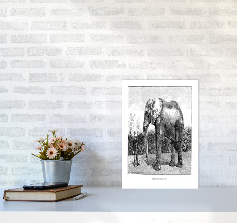 African Elephant Art Print by Jason Stanley A3 Black Frame