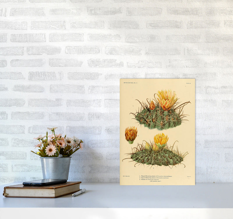 Cactus Series 9 Art Print by Jason Stanley A3 Black Frame