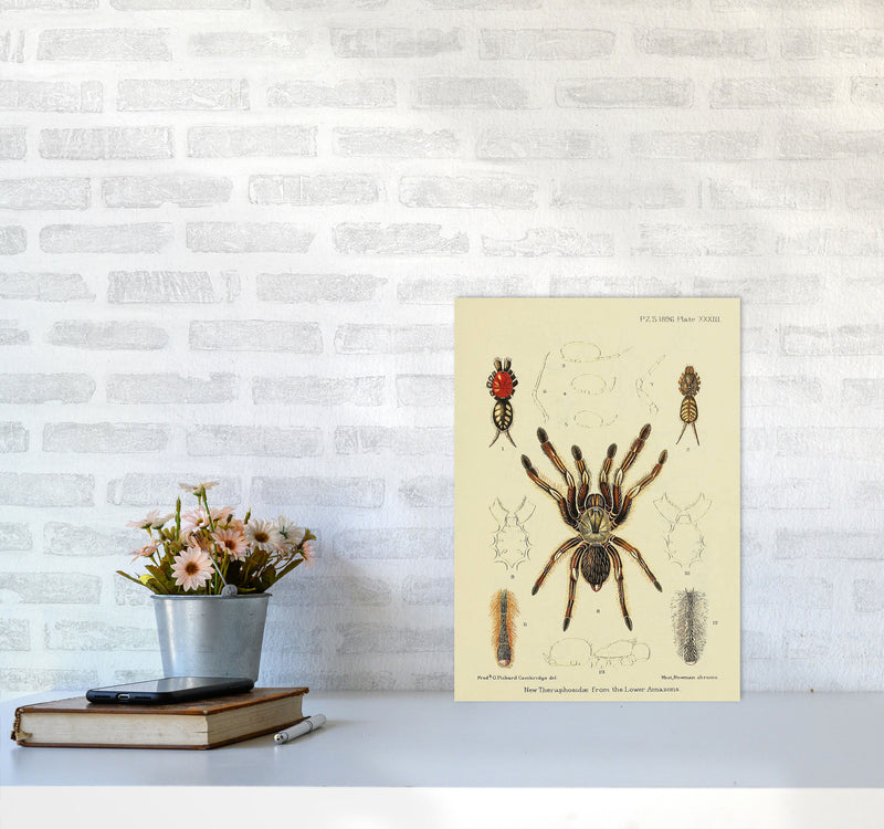 Vintage Tarantula Art Print by Jason Stanley A3 Black Frame