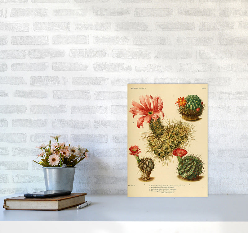 Cactus Series 4 Art Print by Jason Stanley A3 Black Frame