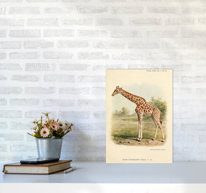 The Gentle Giraffe Art Print by Jason Stanley A3 Black Frame