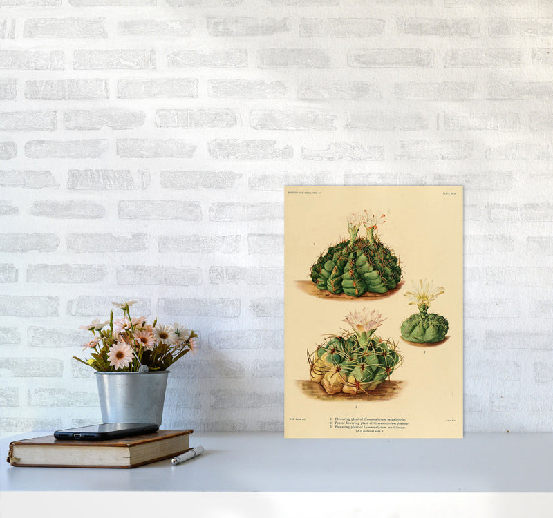 Cactus Series 13 Art Print by Jason Stanley A3 Black Frame