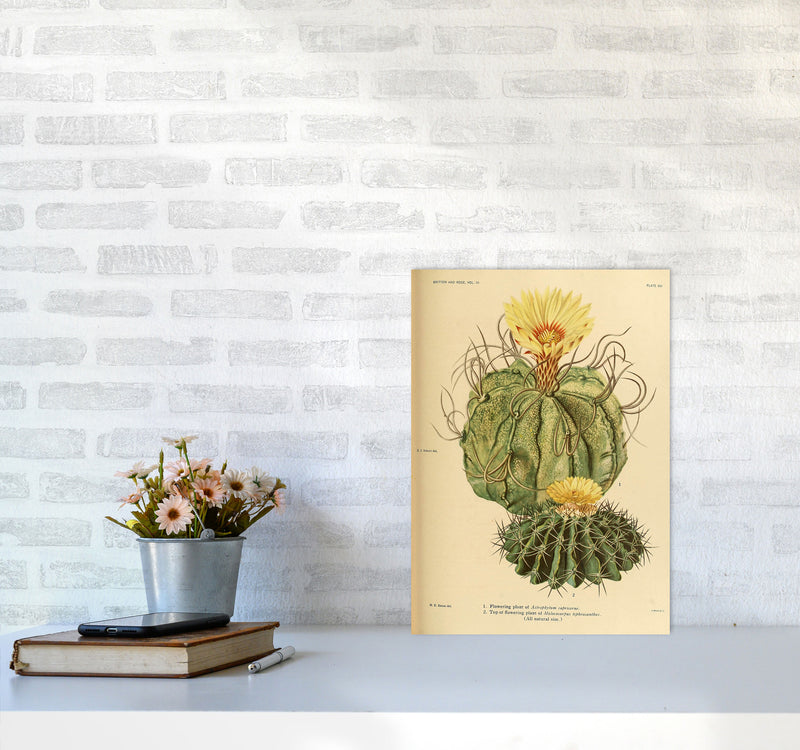 Cactus Series 15 Art Print by Jason Stanley A3 Black Frame