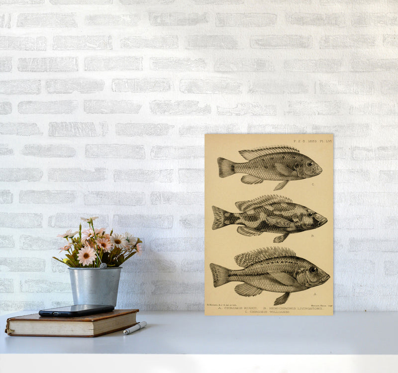 Various Fish Art Print by Jason Stanley A3 Black Frame