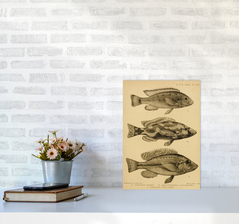 Vintage Fish Art Print by Jason Stanley A3 Black Frame