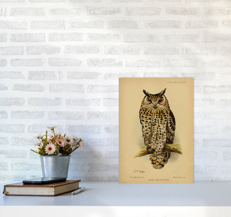 Vintage Owl Art Print by Jason Stanley A3 Black Frame