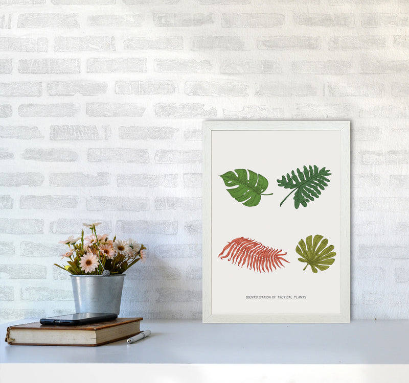 Identification Of Tropical Plants Art Print by Jason Stanley A3 Oak Frame