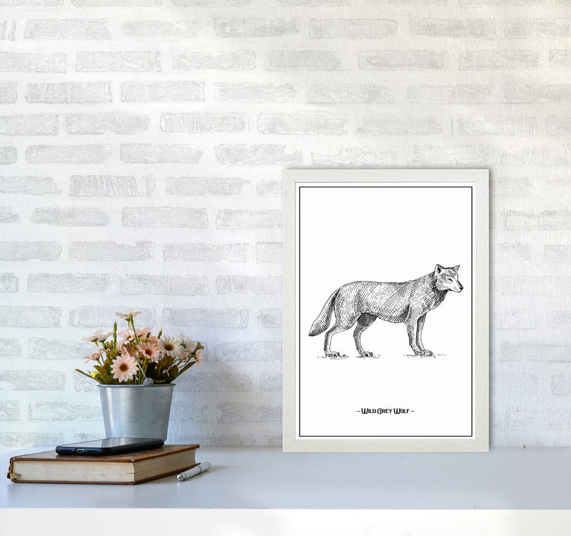 Wild Grey Wolf Art Print by Jason Stanley A3 Oak Frame
