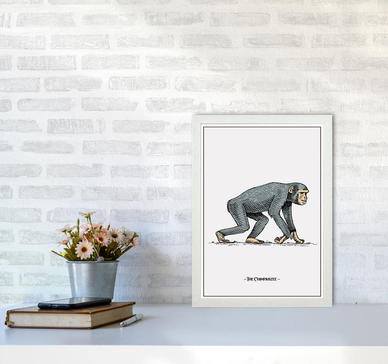 The Chimpanzee Art Print by Jason Stanley A3 Oak Frame