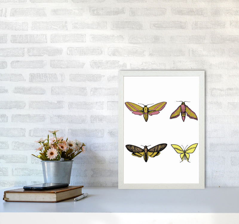 Vintage Moths Art Print by Jason Stanley A3 Oak Frame