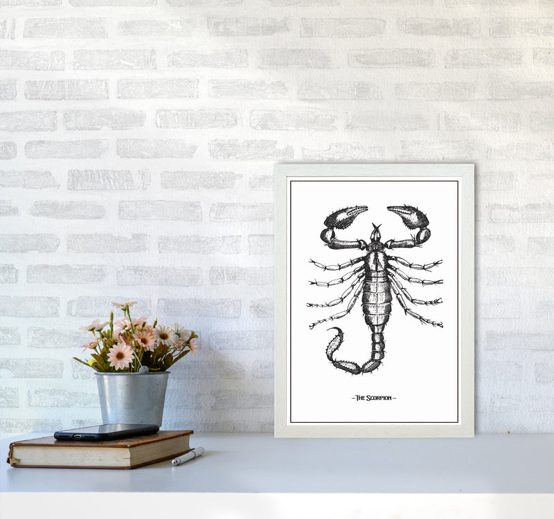 The Scorpion Art Print by Jason Stanley A3 Oak Frame