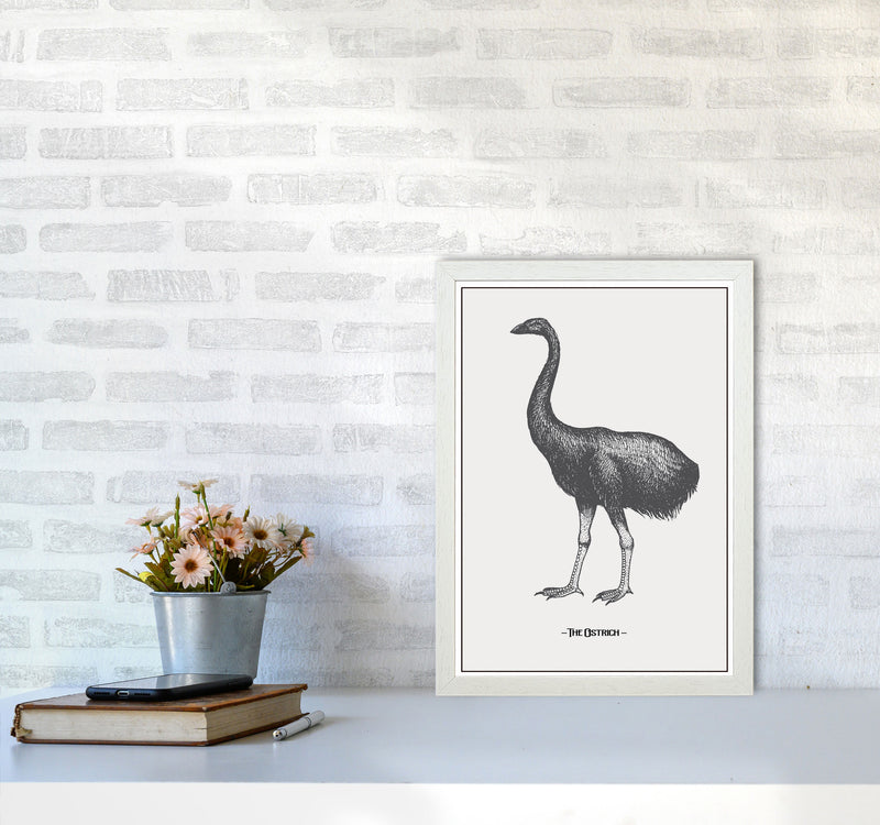 The Ostrich Art Print by Jason Stanley A3 Oak Frame